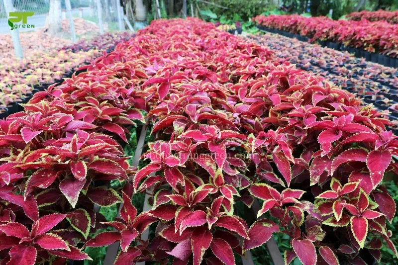 Cận cảnh lá và thân cây lá gấm, cho thấy đặc điểm thân vuông góc