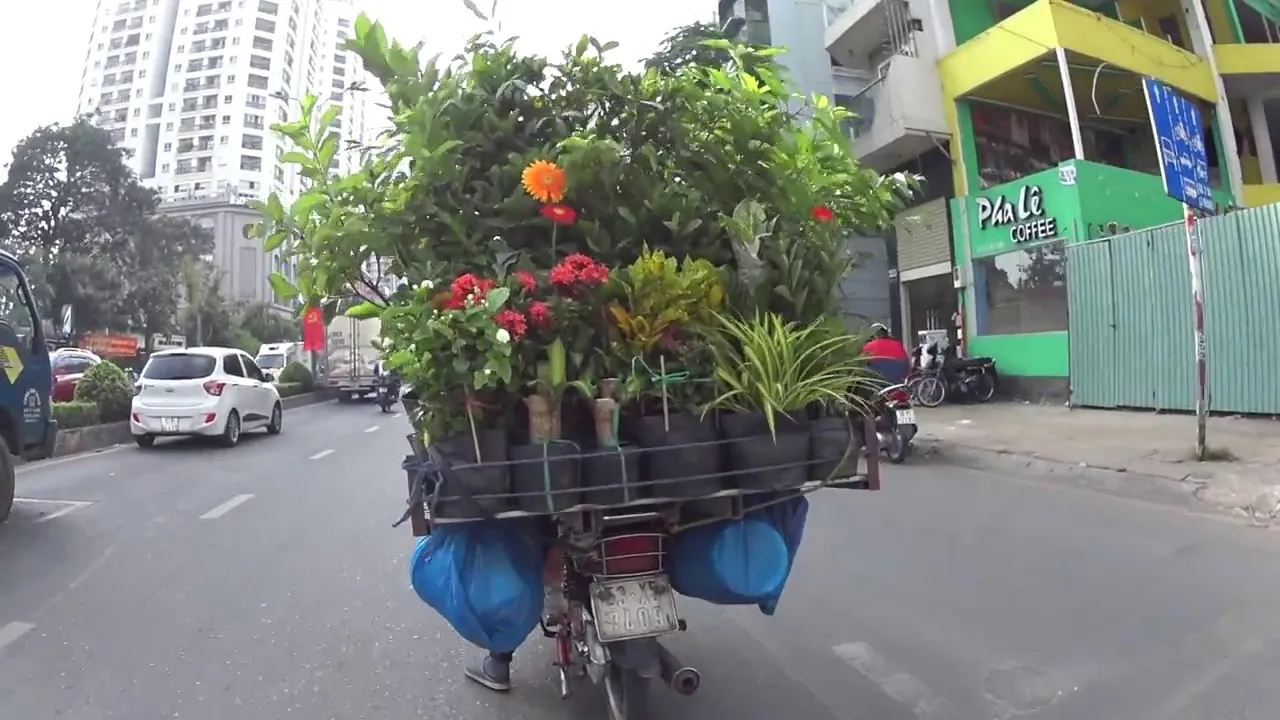 Các loại cây cảnh mini được bày bán trên xe rong