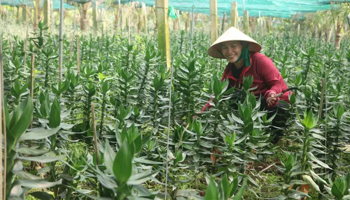 Hình ảnh cắt tỉa và lau lá cho cây phát tài búp sen