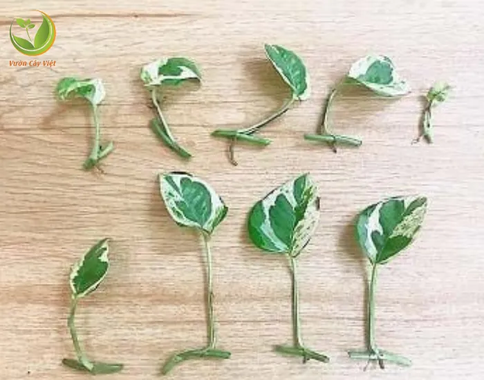 Cành giâm Trầu Bà Cẩm Thạch với một mắt và một lá ở giữa