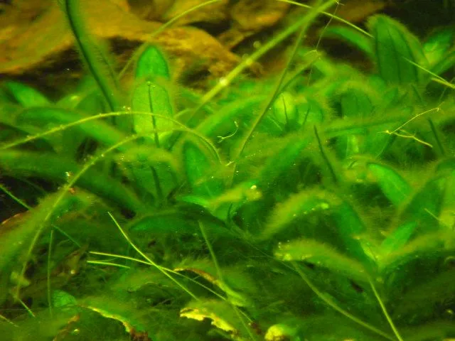 Rêu sừng hươu Staghorn Algae