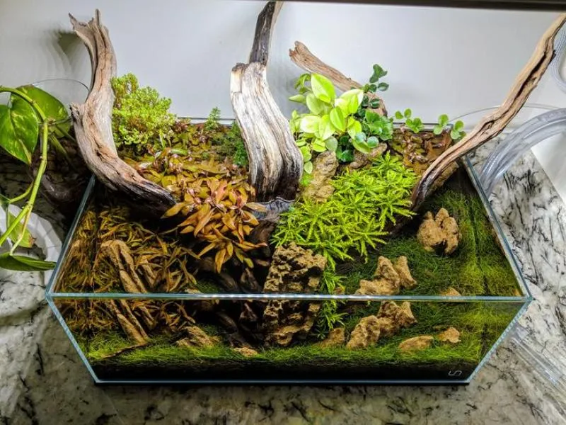 Hồ thủy sinh được setup hoàn chỉnh với cây và cá khỏe mạnh