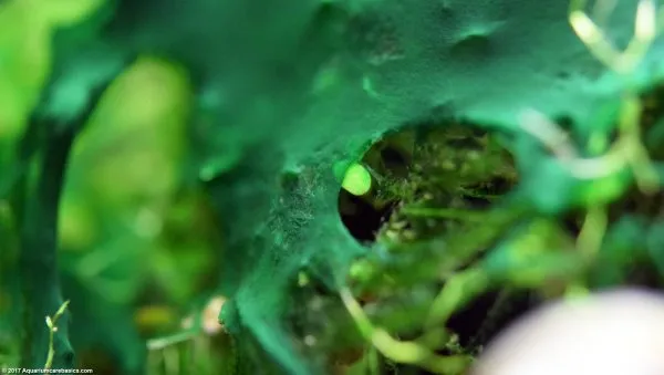 Lớp rêu nhớt màu xanh lục lam phủ lên cây và đá trong hồ