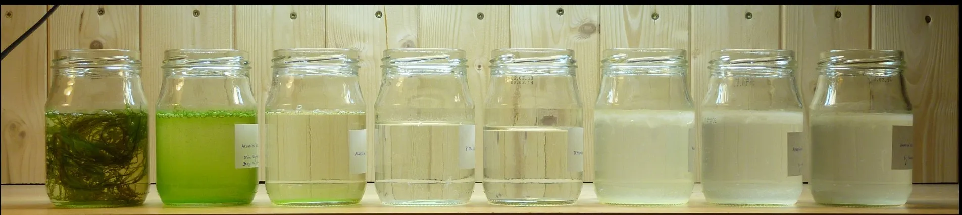 Thử nghiệm sự liên hệ giữa đường và rêu hại trong môi trường nước