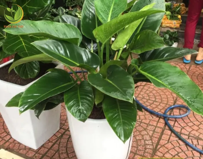 Lá của cây Trầu Bà Đế Vương Xanh có bản to, hình bầu dục, thon dài