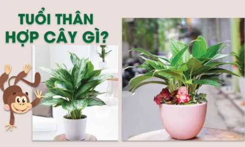 Cây phong thủy để bàn phù hợp với người tuổi Thân