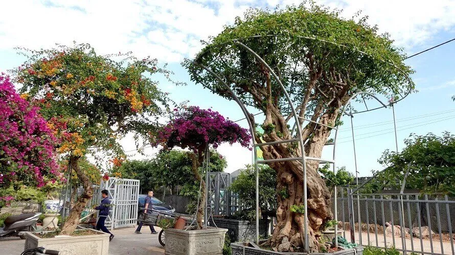 Cây hoa giấy thân lớn được cắt tỉa thành giàn vững chãi trước cổng