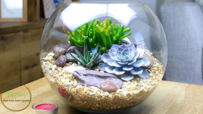 Tiểu cảnh sen đá terrarium trong nhà