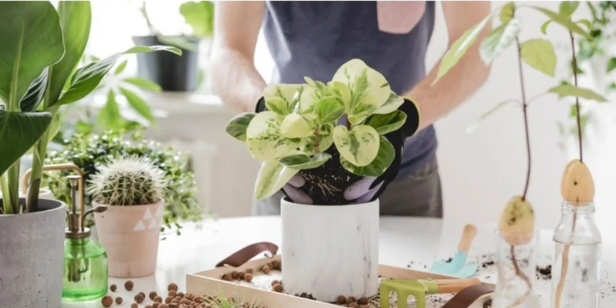 Cây trồng không cần đất có khả năng sinh trưởng trong môi trường phi truyền thống