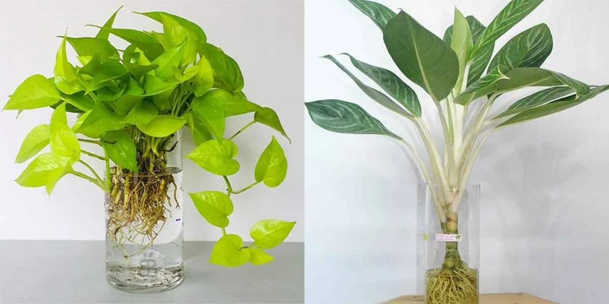 Trồng cây thủy sinh là hình thức phổ biến nhất không dùng đất