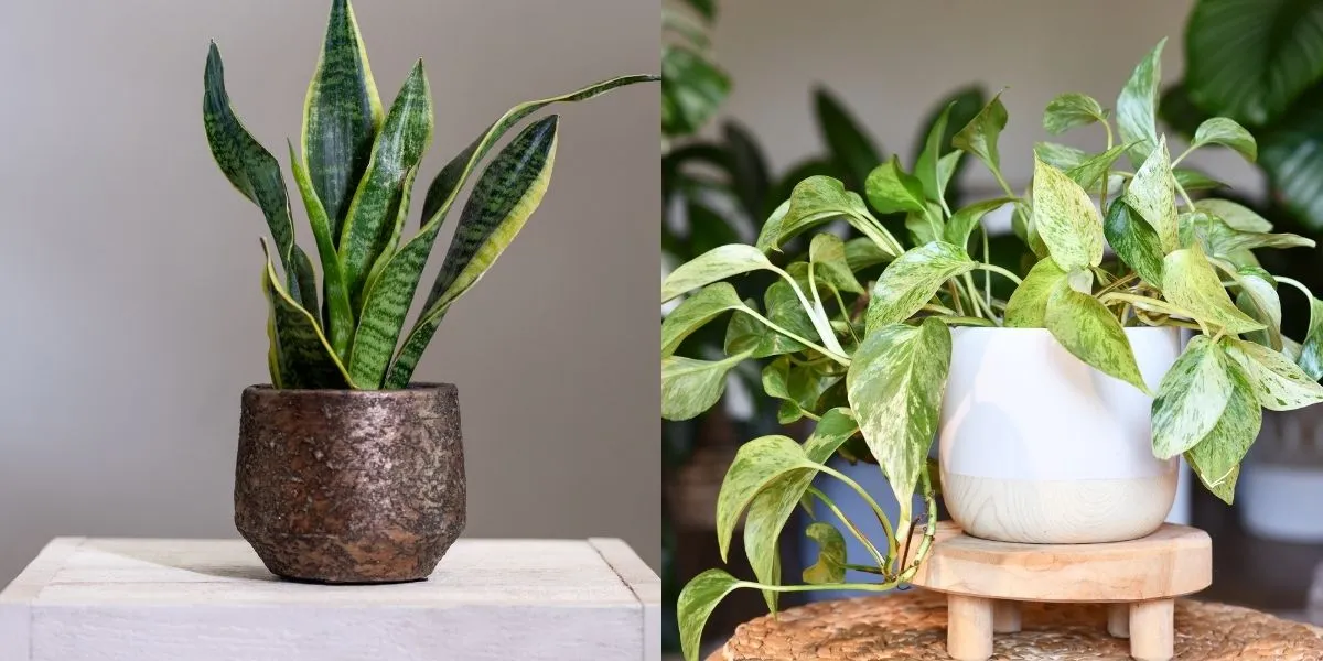 Cây lưỡi hổ và cây trầu bà, hai lựa chọn phổ biến trồng không cần đất