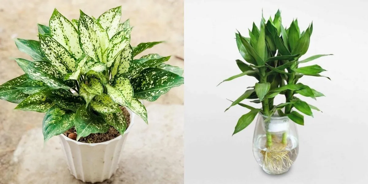 Ngọc ngân và Phát tài mang ý nghĩa phong thủy tốt