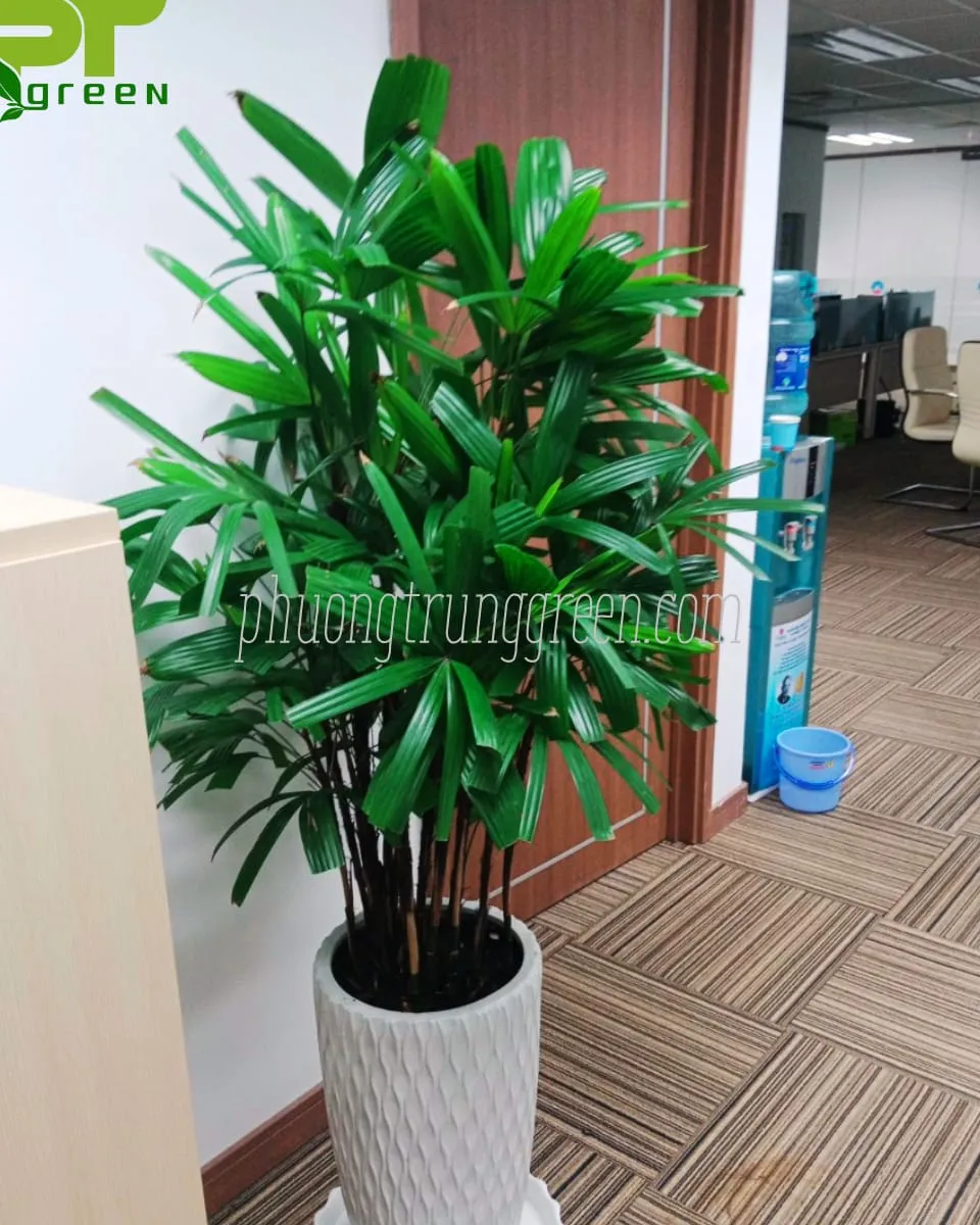 Trúc mây được dùng để trang trí nội thất văn phòng hiện đại