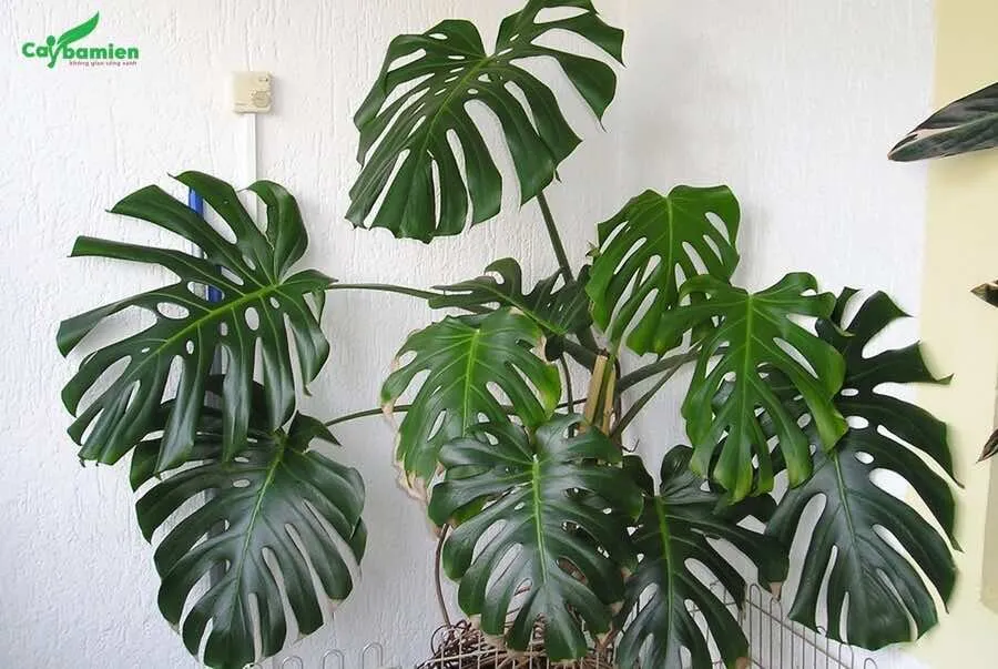 Cây Trầu Bà Lá Xẻ với phiến lá to và xẻ đẹp mắt