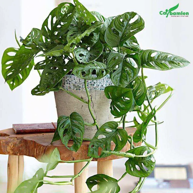 Cây Trầu Bà hợp với gia chủ mệnh Mộc và mệnh Hỏa