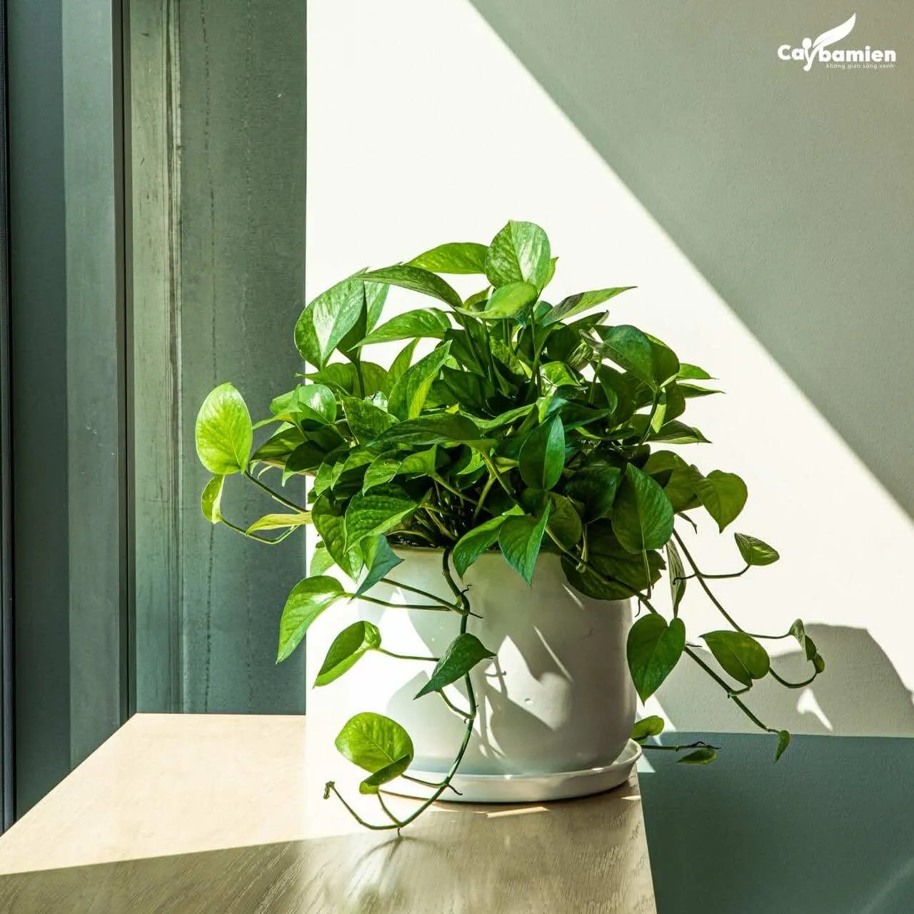 Cây Trầu Bà phong thủy cho người tuổi Ngọ và mệnh Mộc