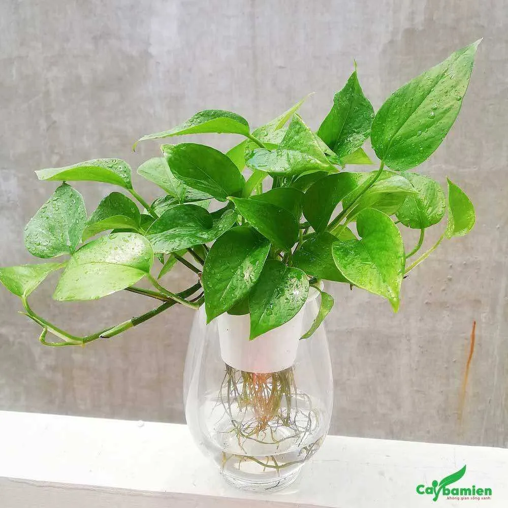 Cây Trầu Bà trồng thủy sinh trong bình thủy tinh