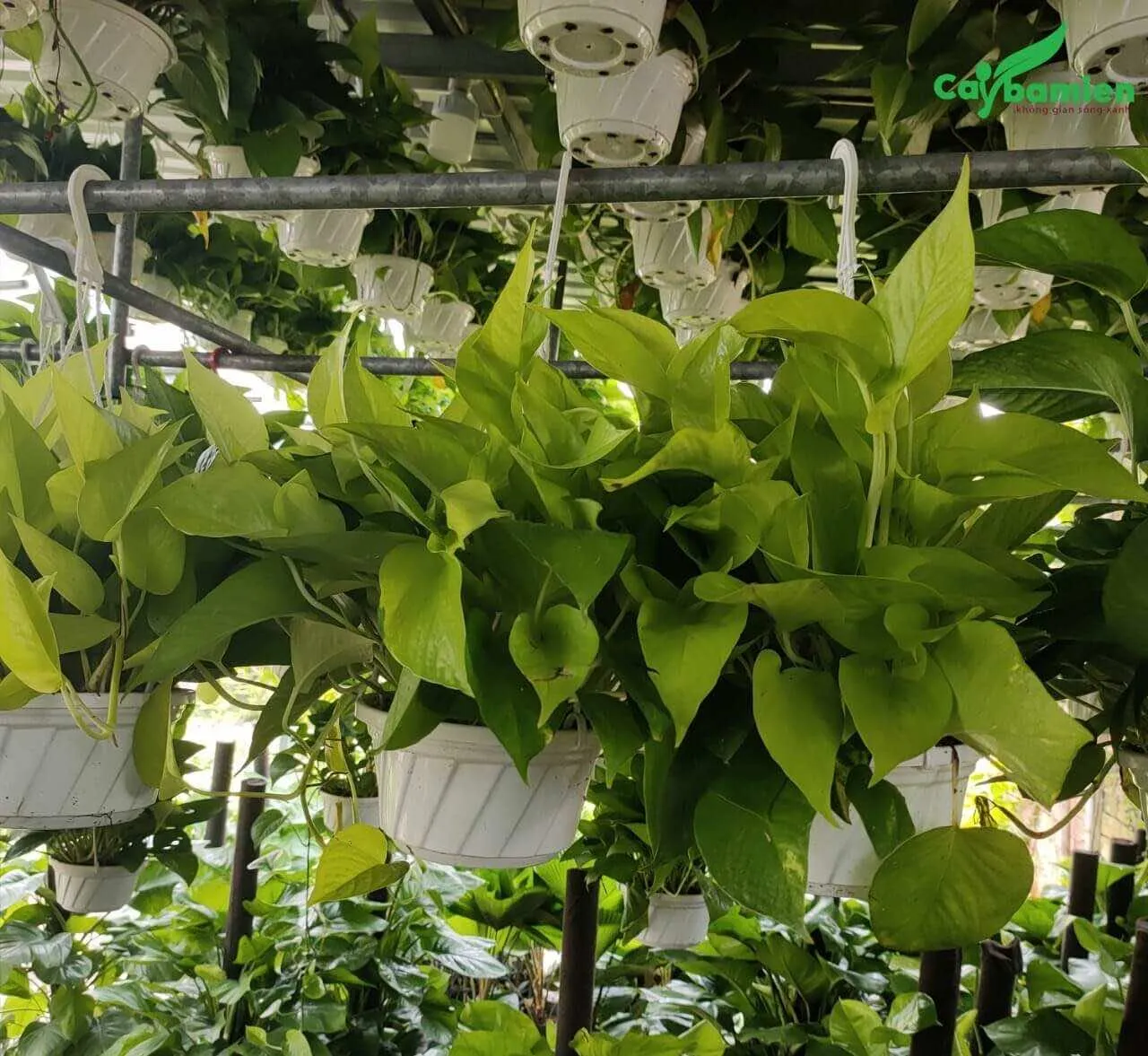 Hệ thống vườn ươm và chăm sóc cây Trầu Bà chất lượng cao