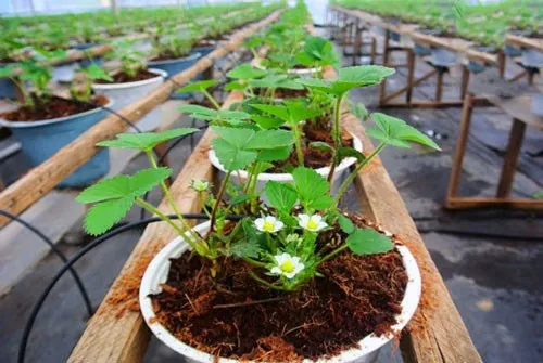 Hình ảnh trồng cây bằng xơ dừa trên khay