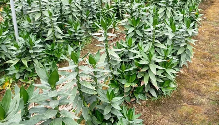 Các bước trồng cây phát tài búp sen trong môi trường đất