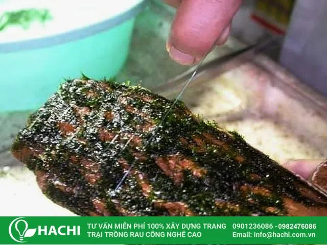 Trồng rêu thủy sinh trên khúc gỗ