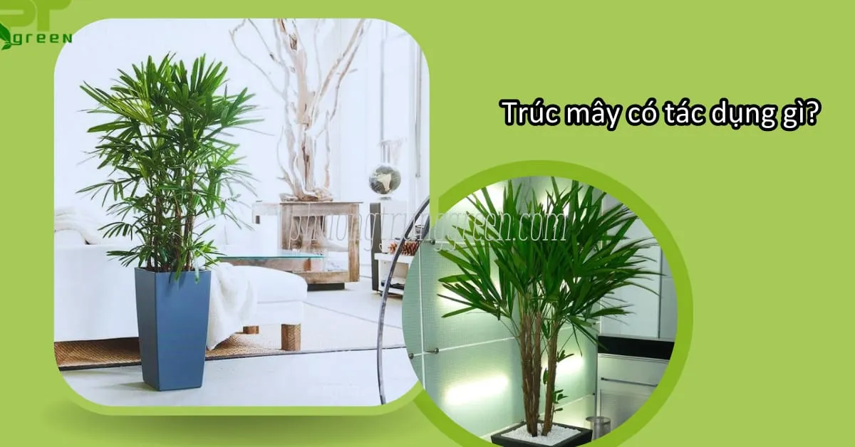 Cây trúc mây có khả năng lọc không khí, mang lại môi trường sống trong lành