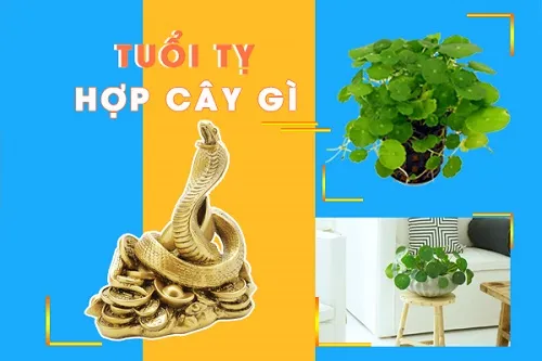 Tổng hợp các loại cây thủy sinh có màu sắc đa dạng