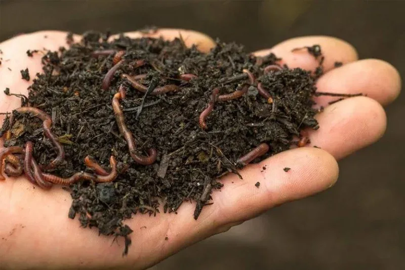 Giun quế là một loại vi sinh vật có lợi cho cây trồng