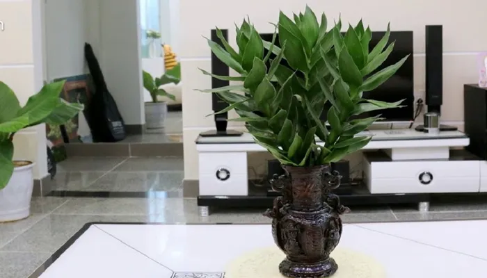 Một chậu phát tài búp sen với nhiều cây mang ý nghĩa phong thủy tốt lành