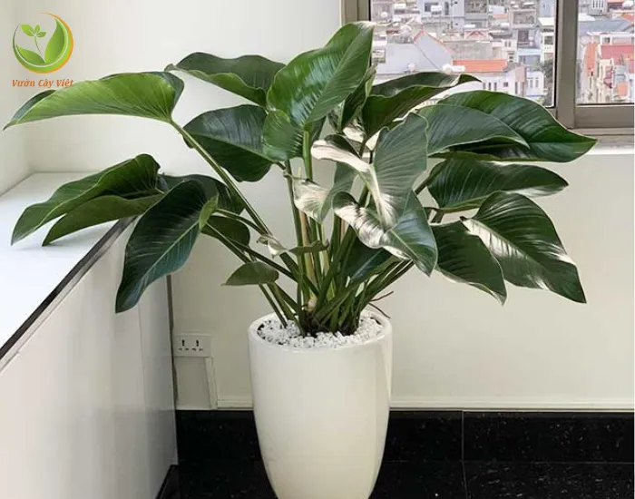 Cây Trầu Bà Đế Vương Xanh còn mang ý nghĩa phong thủy sâu xa