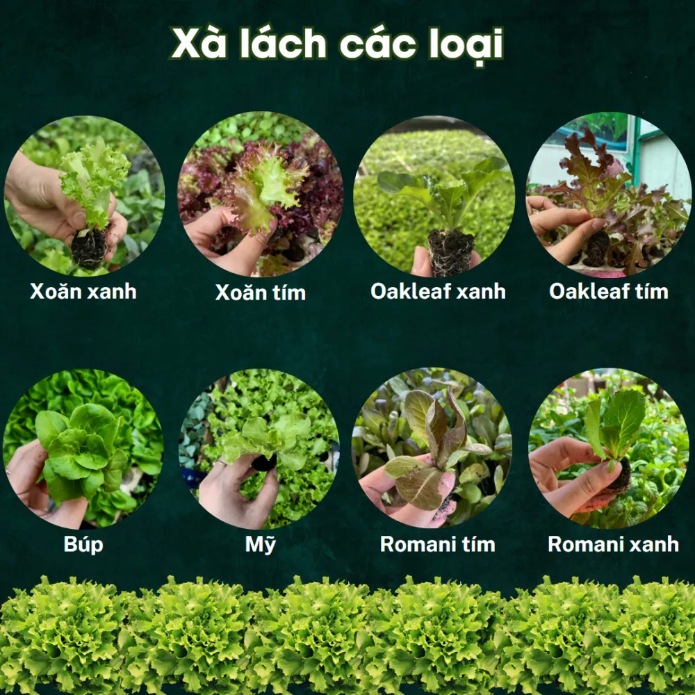 Cây Giống Rau Các Loại