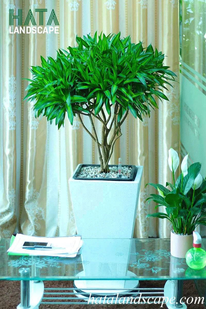 Chậu cây trúc bách hợp xanh tốt với những chiếc lá bầu dục có sọc vàng đặc trưng dùng để trang trí không gian