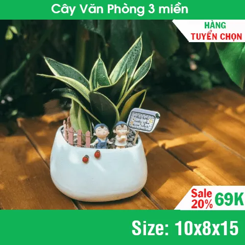 Cây Lưỡi Hổ Thái Lùn để bàn tượng trưng cho sức khỏe và vẻ đẹp.