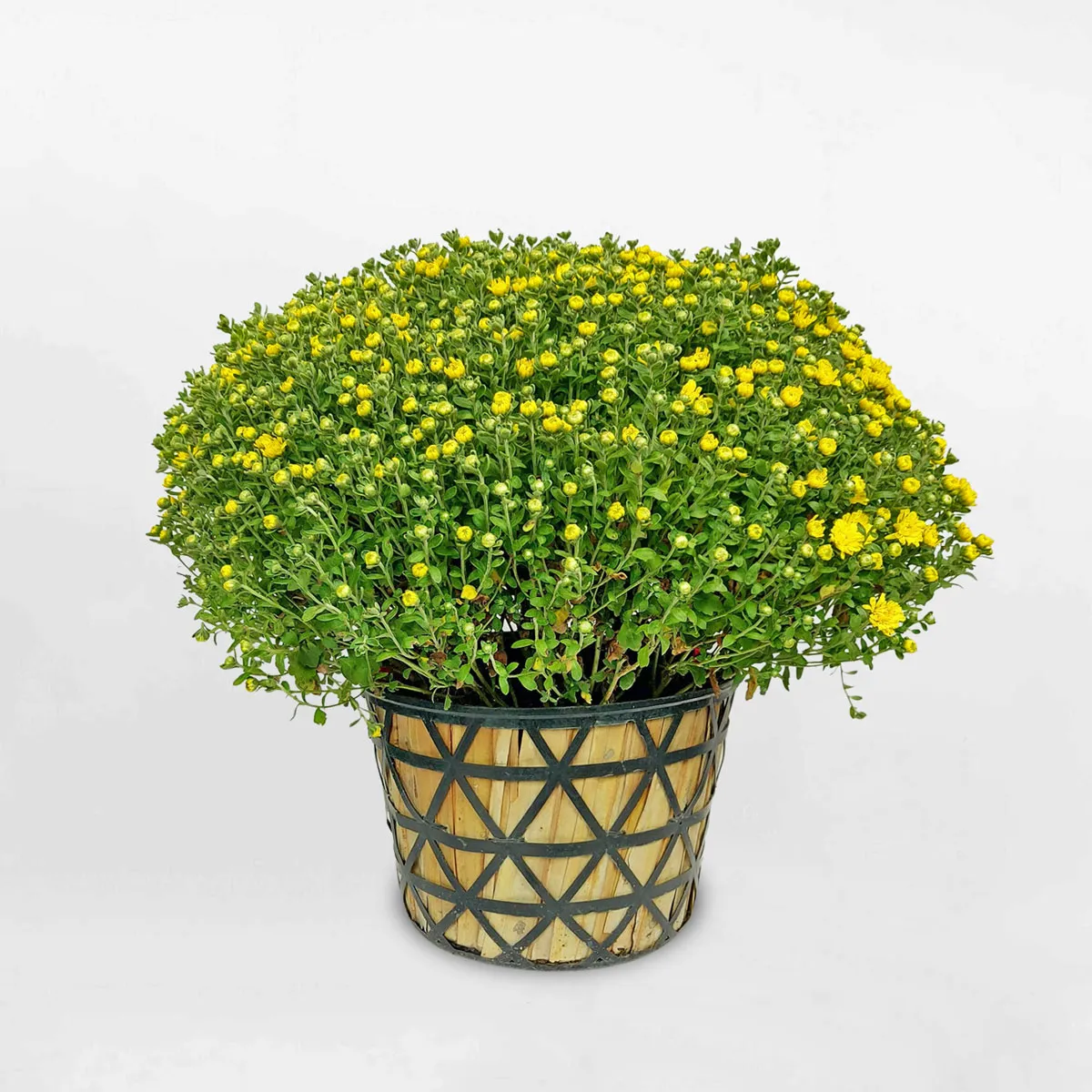 Chậu hoa cúc mâm xôi vàng trong chậu nhựa