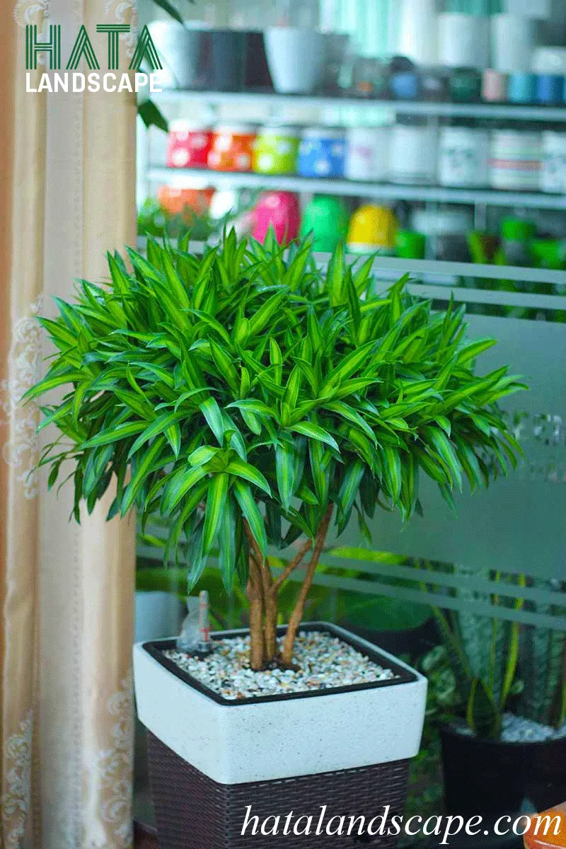 Cây trúc bách hợp được chăm sóc đúng kỹ thuật đang phát triển khỏe mạnh với màu sắc lá tươi tắn