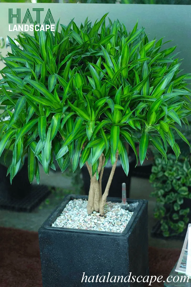 Cây trúc bách hợp trồng trong chậu sứ trắng được đặt trên bàn làm việc giúp thu hút vượng khí cho gia chủ