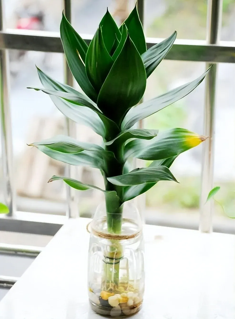 Một cây phát tài phát lộc đơn lẻ, tượng trưng cho sự tập trung tài lộc và may mắn.