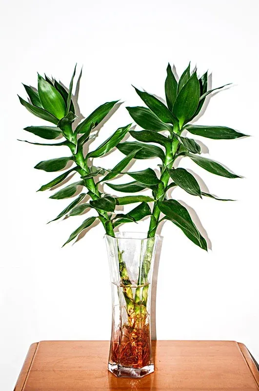 Hai cây phát tài phát lộc đang phát triển khỏe mạnh trong một bình thủy sinh.