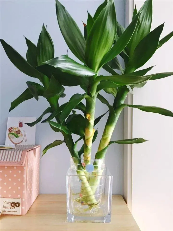 Ba cây phát tài phát lộc tượng trưng cho Phúc - Lộc - Thọ, mang đến may mắn và sự trường tồn.