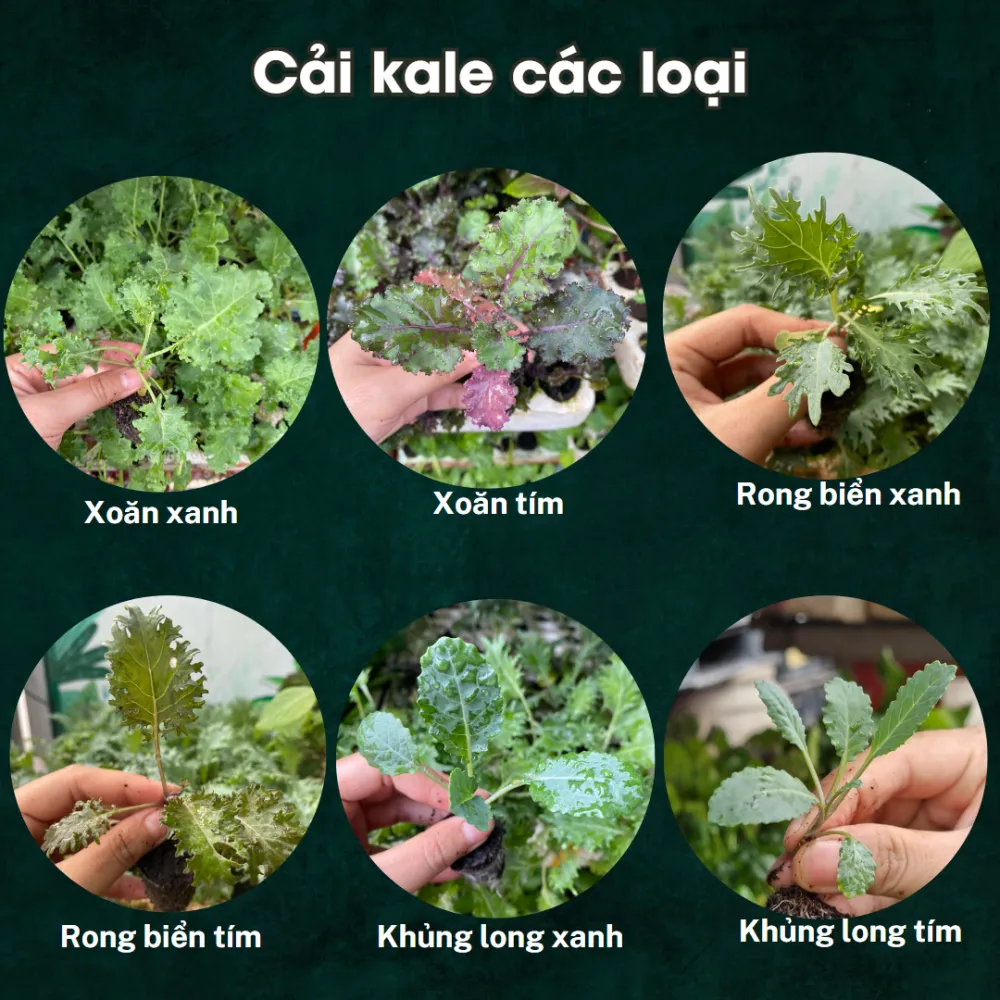 Cây Giống Rau Các Loại