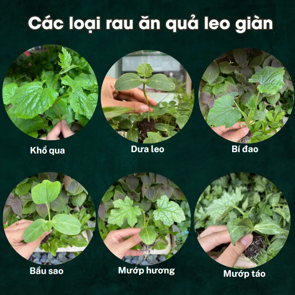 Cây Giống Rau Các Loại