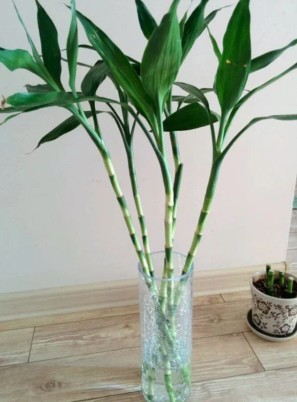 Năm cây phát tài phát lộc tượng trưng cho ngũ hành và sự thịnh vượng.