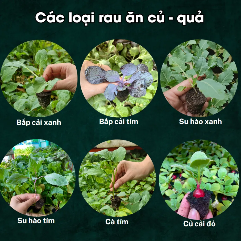 Cây Giống Rau Các Loại