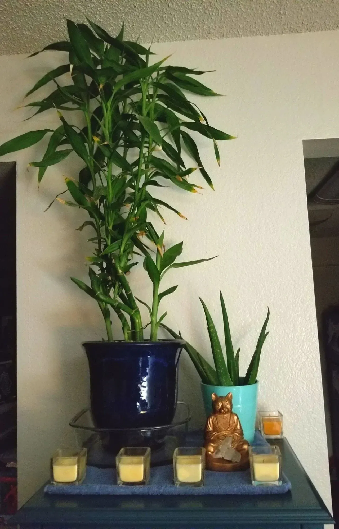 Sáu cây phát tài phát lộc tượng trưng cho sự may mắn và mọi việc hanh thông.