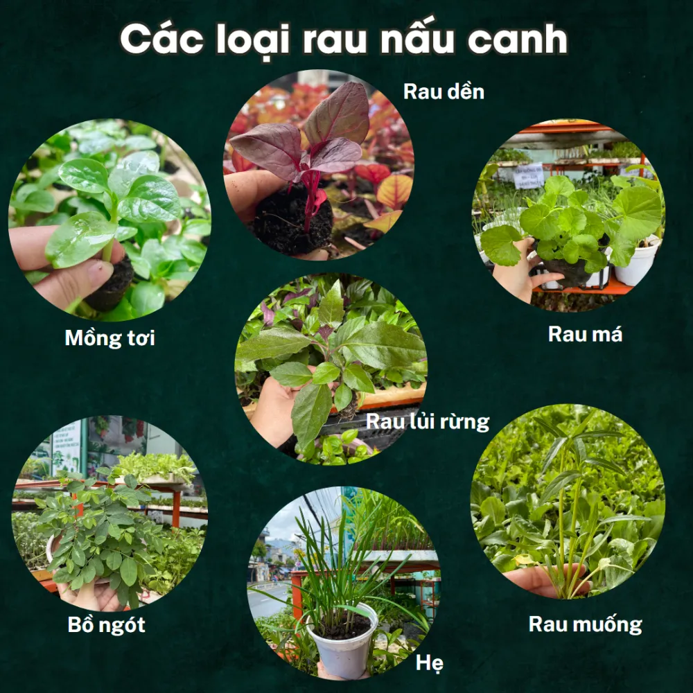 Cây Giống Rau Các Loại