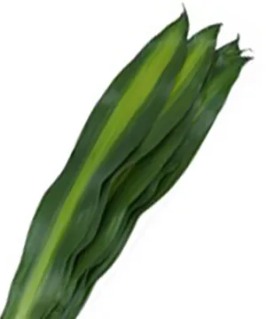 Cận cảnh những chiếc lá lưỡi hổ xanh mướt, bóng bẩy