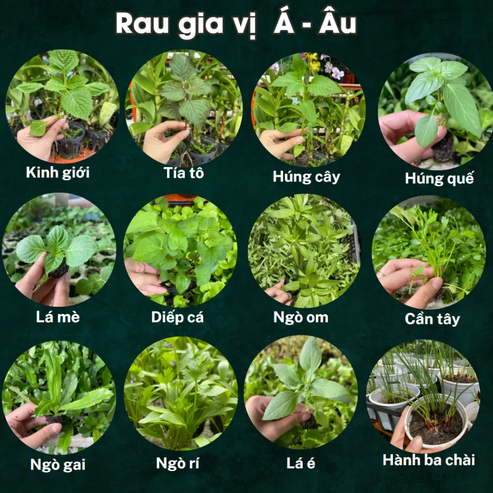 Cây Giống Rau Các Loại