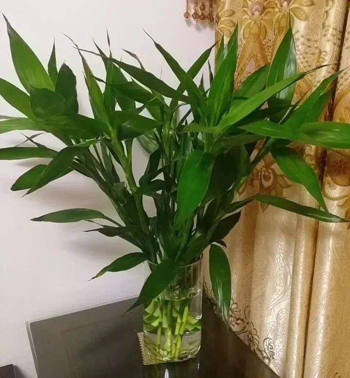 Tám cây phát tài phát lộc, con số 8 mang ý nghĩa phát đạt trong kinh doanh.