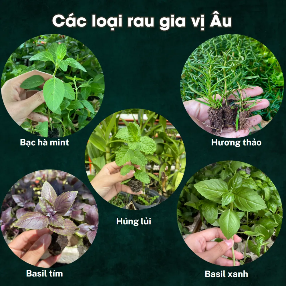 Cây Giống Rau Các Loại