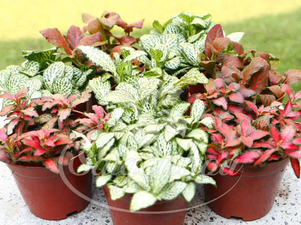 Chậu cây cẩm nhung với màu sắc rực rỡ, thích hợp làm quà tặng